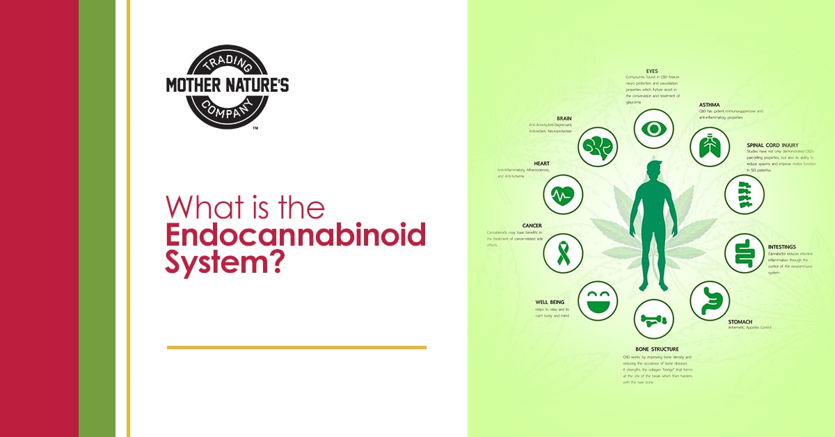 What is the Endocannabinoid System - Mother Nature's Trading Company ®