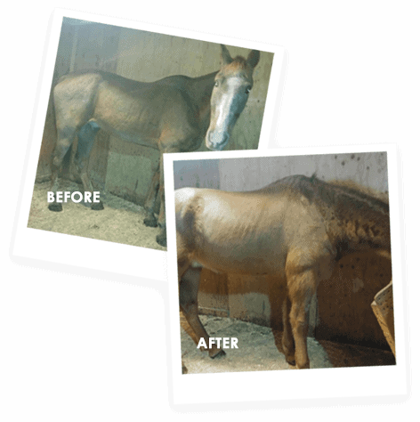 horse before and after cbd treatment
